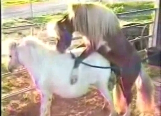 Animals and zoophiles have impressive sex action