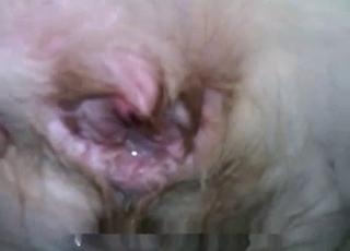 母狗姿勢下，硬挺肉棒猛烈抽插肛門，濕滑緊緻，深處高潮，愛液與精液交織，野性慾望爆發。