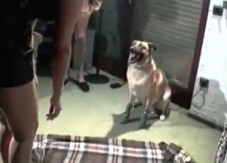 Mature zoophile licked by a bowwow