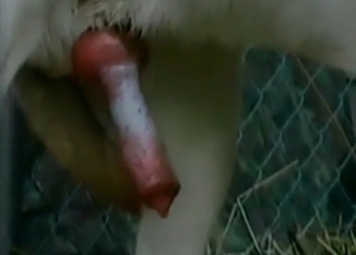 White pupper knows how to bang a human pussy