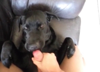 Male masturbates in the bestiality sex scene