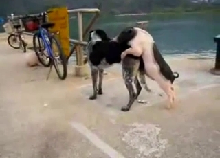 Pet chiot baise une bête agressive géante avec fougue