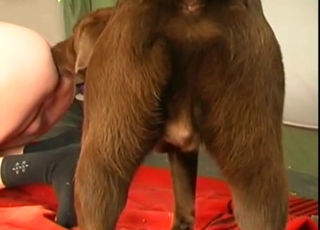 Sexy doggy and a horny chick are enjoying dirty bestiality