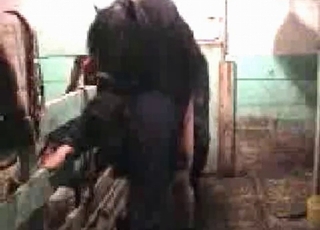 Zoofilisk luder fucking med lille pony, sved og glød i luften