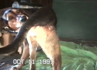 Filthy as fuck bestiality sex action with my wife