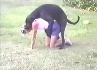 خوبصورتی اور ڈوبرمن بہیسٹیلٹی کے لطف اندوز