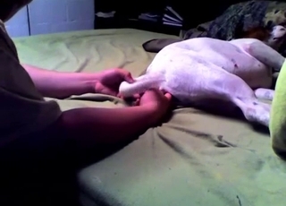Beagle is getting penetrated with a huge dildo toy