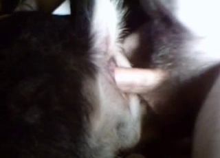 Divja žival zavra svojo zoofilko, medtem ko strast plamti med njima