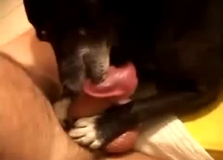 Huge dick gets orally pleased by a kinky doggie