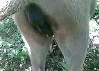 This amazing horse has a really tight and wet pussy