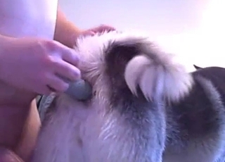 Shepherd is really enjoying bestiality sex action