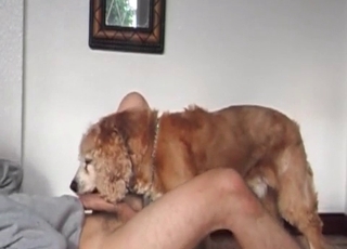 Dog is fucking a lovely wet pussy of a stupid slut