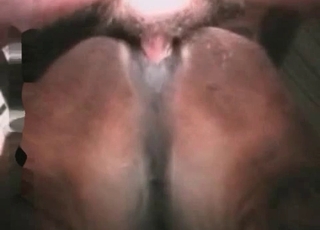 The asshole of this horse gets banged hard from behind