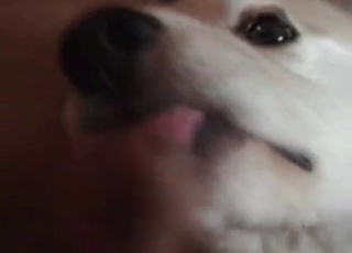 This cute doggy is licking and sucking a male dick