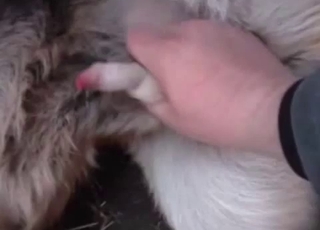 Furry boner nicely stimulated by a horny farmer