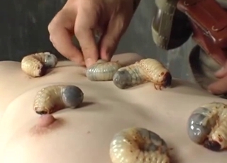 Japon kızlar ve sevimli egzotik hayvanları arasında derin bir sevgi ve tutku var.
