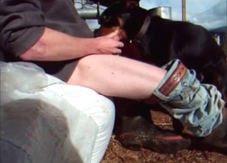 Man is masturbating while his puppy watches him