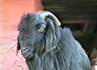 Sexy dark goat is licking his own urine