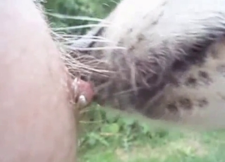 Sweet doggy is licking nipples in the close-up