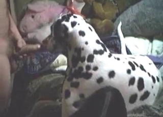 Amateur zoophile having bestiality fun with a dalmatian