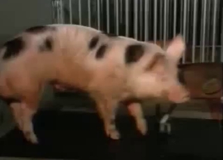 Pig's massive boner needs some stimulations