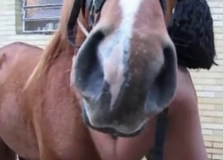 Watch how she is sucking a big horse boner