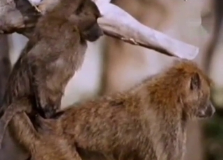 Pair of horny animals are having sexual fun outside