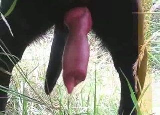 Amazingly horny black hound has a large cock