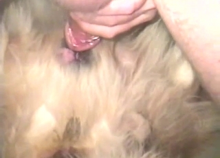 Horny fellow is not afraid to fuck this hot animal