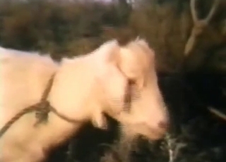 Goat is getting dominated in the local barn