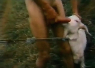 Goat is getting dominated in the local barn