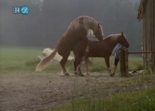 Telecamera nascosta riprende l'intensa azione di cavallo che frega