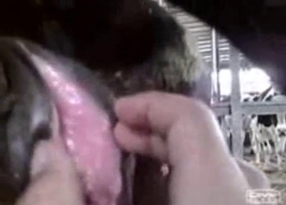 Fisting entretenimento para um cavalo por um garoto perverso