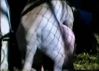 This fellow really knows how to have bestiality fun
