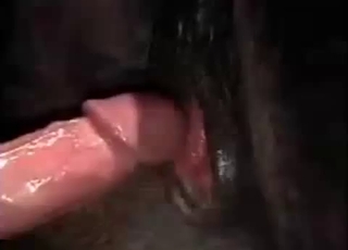 Homosexual fellows are totally banging this hot horse