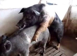 Intense bestiality fucking for pigs in a barn