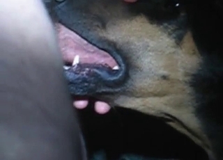 Horny fellow is facefucking his amazingly sweet doggo