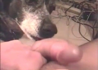 Big thick cock is licked by a pupper