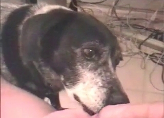 Big thick cock is licked by a pupper