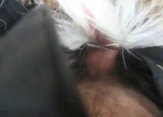 興奮した動物たちの様々な激しいセックスシーン