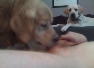 All sorts of oral activities for a horny beast