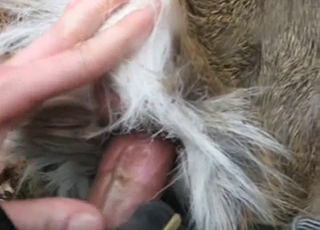 Zeljava živalska porno z mojo vročo sestro, polna strasti in lepote