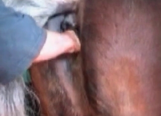 Filthy woman giving a rim job to a handsome horse