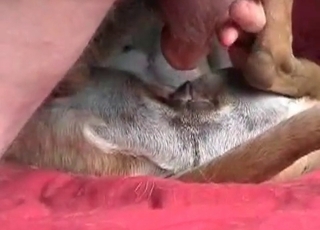 Dude is playing with his doggy's tight anus