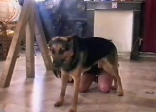 Amateur bestiality where a doggo gets a sloppy BJ