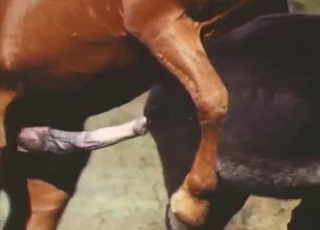 Donkey and horse are both enjoying bestiality sex
