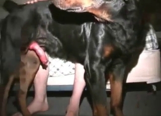 Slutty woman is orally pleasing the big boner of a doggie