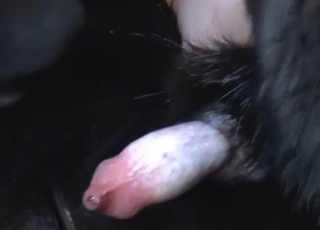 Black puppy is showing us his amazingly suckable cock