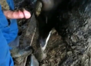 Zoofil ve hırslı at arasında lezzetli dışkı keyfi, sıcak ve ıslak atmosfer.