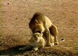 Lion is having all sorts of bestial fun outside